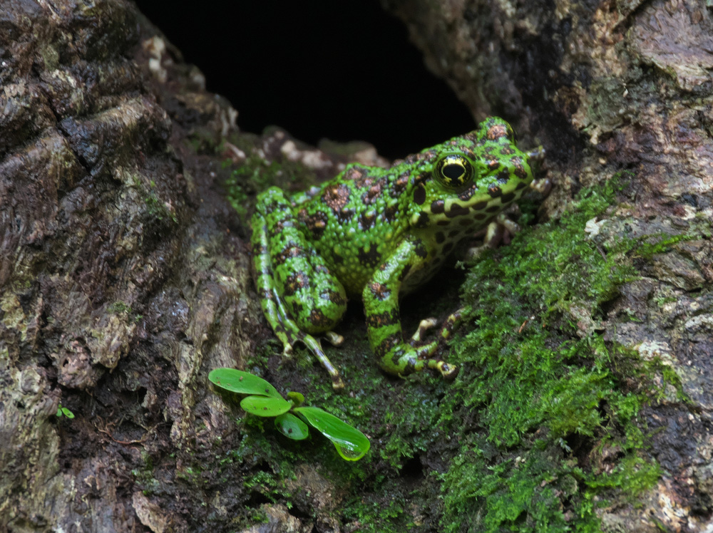 アマミイシカワガエル（撮影：簗川）